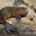 lion_sea_galapagos_bar_h_0286_ecu1493.jpg